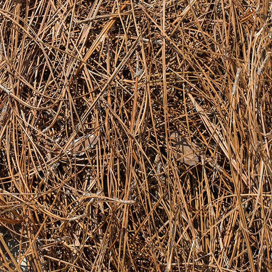 Long Leaf Pine Needles - Per Bale