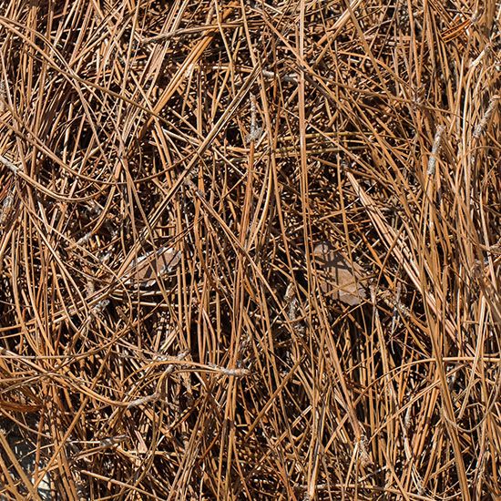 Pine Needles - Per Bale